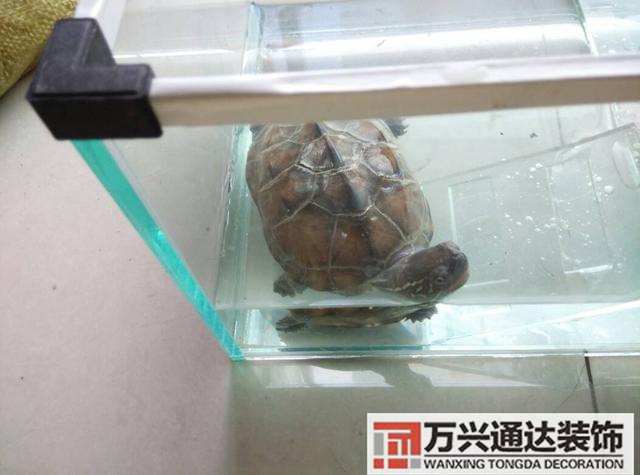 巴西龜風水家里養巴西龜風水說法