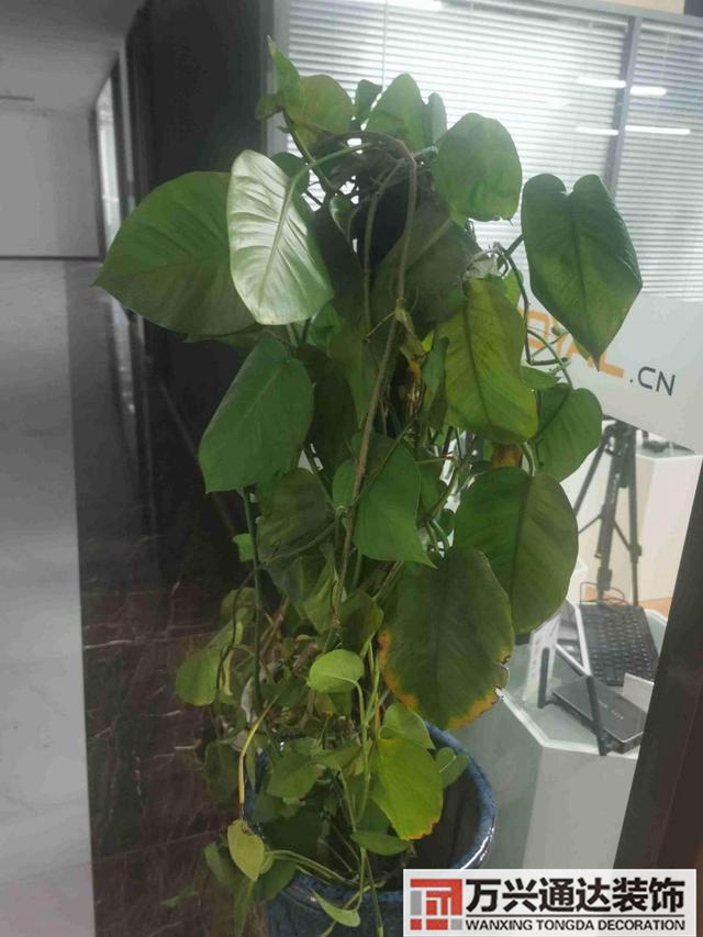 新裝修房新裝修房子怎么去味最快