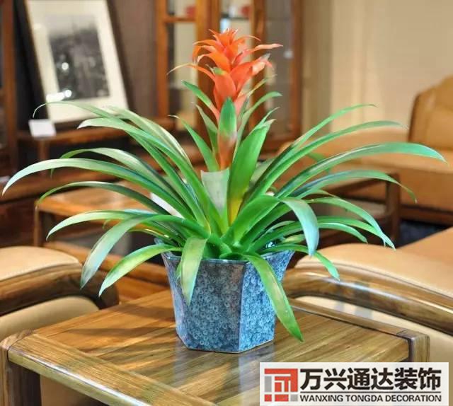 風水家里養什么花好在風水上家里養什么花最好