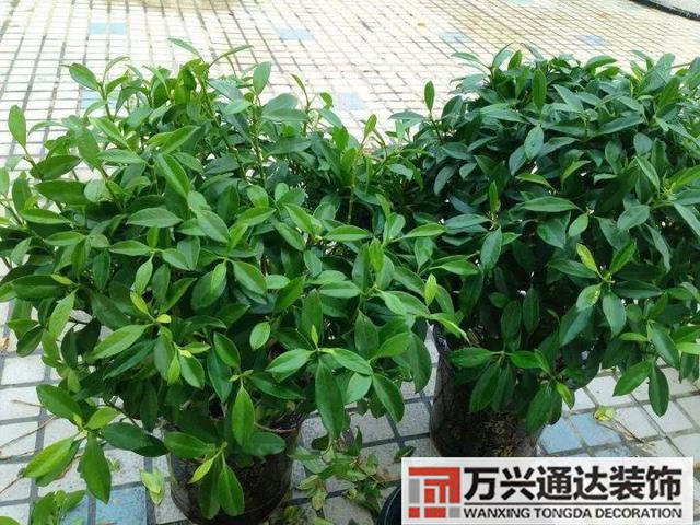 風水家里養什么花好在風水上家里養什么花最好