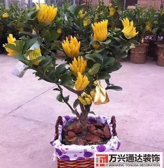 風水家里養什么花好在風水上家里養什么花最好