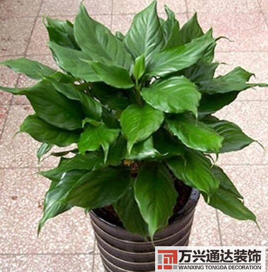 風水家里養什么花好在風水上家里養什么花最好