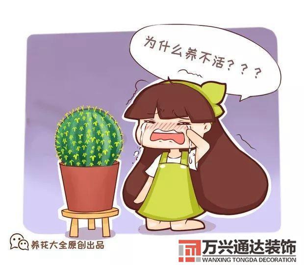 木槿樹風水木槿花 風水