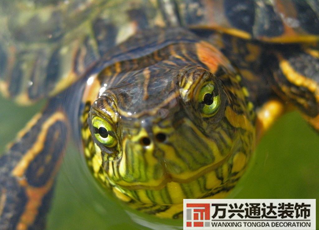 烏龜風(fēng)水學(xué)烏龜有風(fēng)水講究嗎