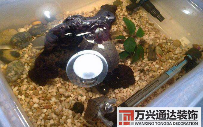 烏龜風(fēng)水學(xué)烏龜有風(fēng)水講究嗎